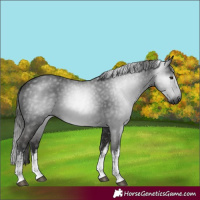 Horse Color:Gray White Spotted Liver Chestnut