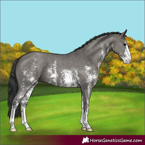 Horse Color:Grullo Sabino 