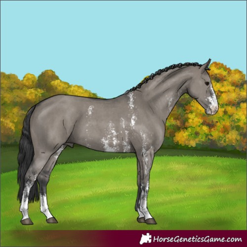 Horse Color:Grullo Sabino 