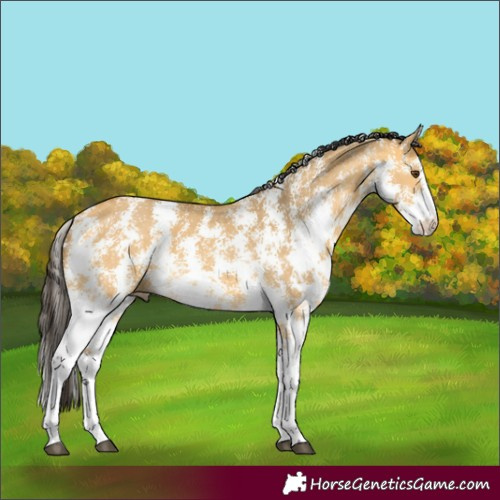 Horse Color:Buckskin Dun Sabino 