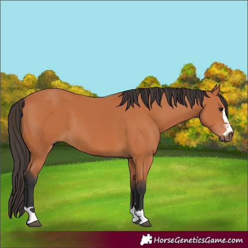 Horse Color:Bay 