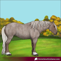 Horse Color:Silver Blue Roan 
