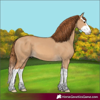 Horse Color:Red Dun Splash 