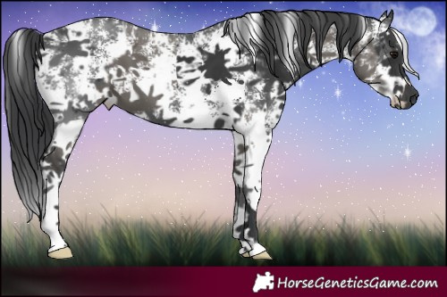 Horse Color:Grullo Sabino  and Black Sabino 