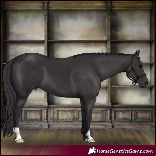 Horse Color:Smoky Black 