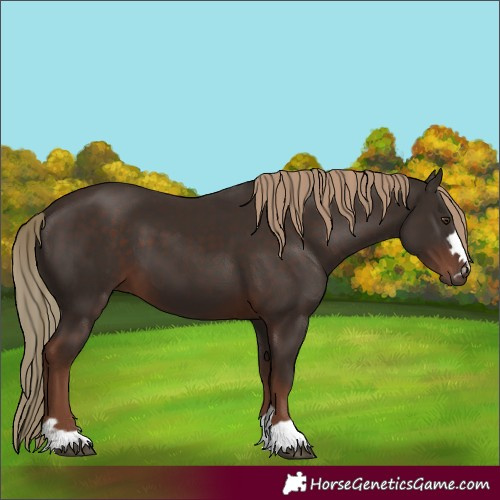 Horse Color:Liver Chestnut 