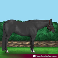 Horse Color:Black Rabicano 