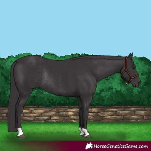 Horse Color:Smoky Black Rabicano 