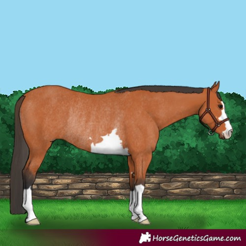 Horse Color:Bay Rabicano 