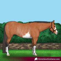 Horse Color:Bay Rabicano 