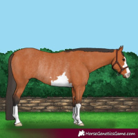 Horse Color:Bay Rabicano
