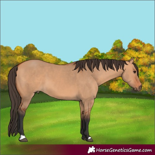Horse Color:Bay Dun