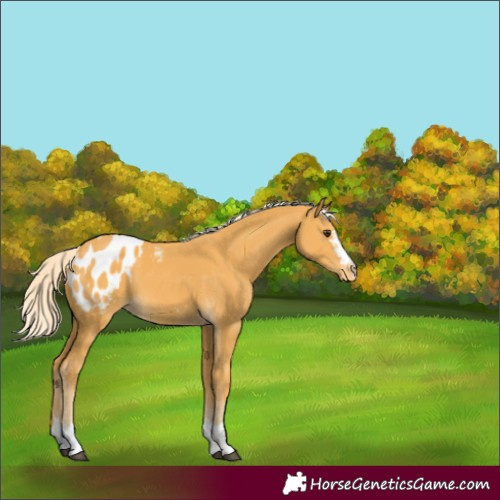 Horse Color:Palomino Appaloosa 