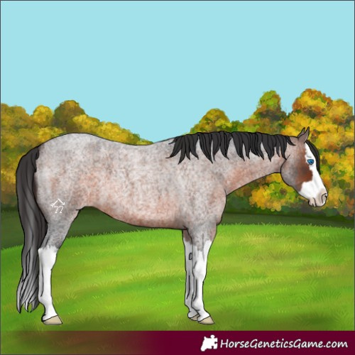Horse Color:Brown Roan Splash 