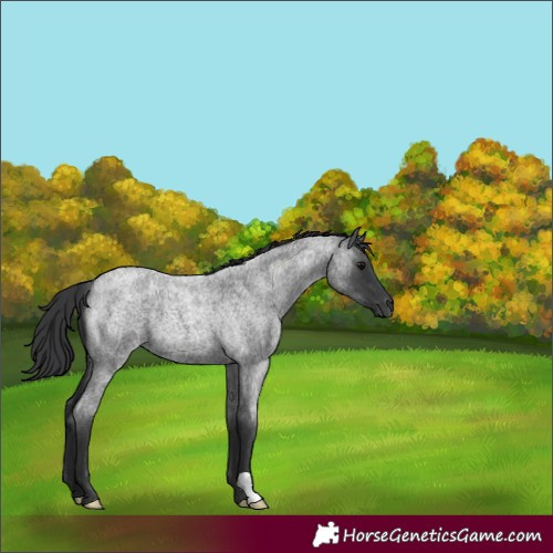 Horse Color:Blue Roan 