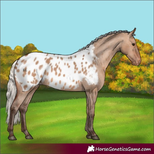 Horse Color:Silver Brown Dun Appaloosa