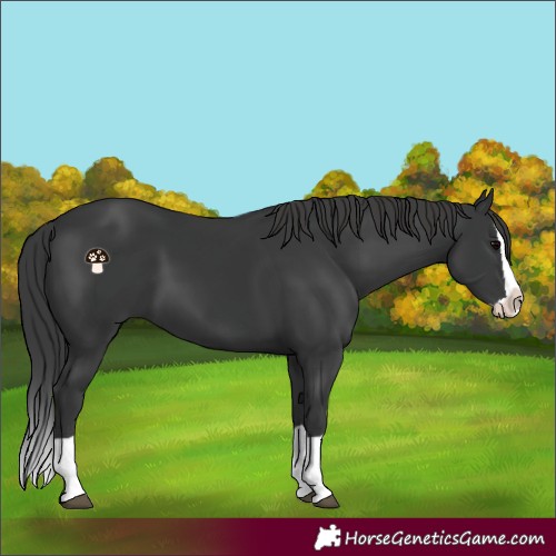 Horse Color:Black Splash 
