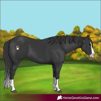 Horse Color:Black Splash