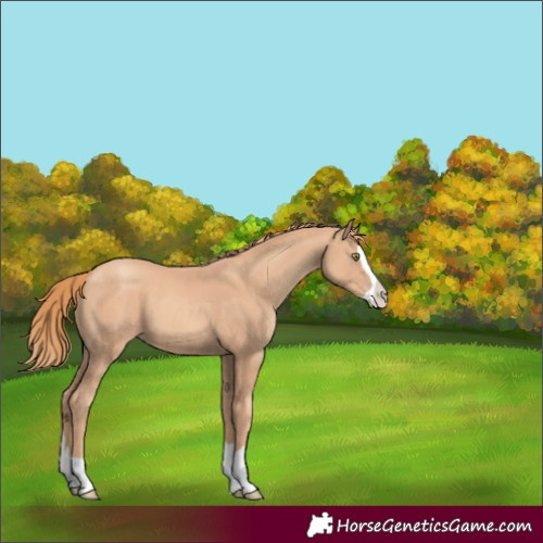 Horse Color:Gold Champagne Splash 
