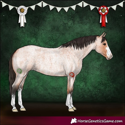 Horse Color:Bay Roan 