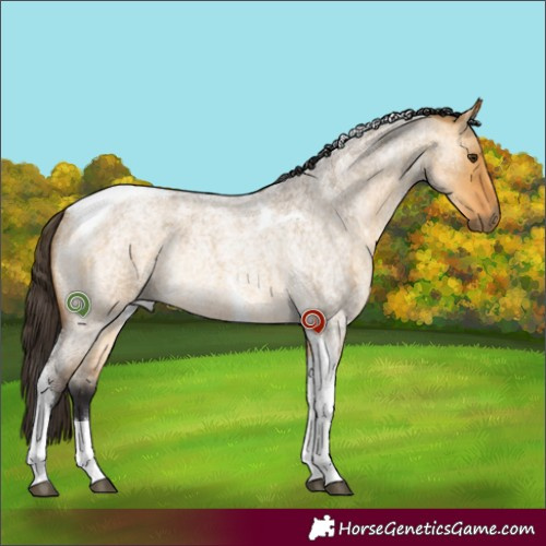 Horse Color:Buckskin Roan Dun Tobiano Rabicano 