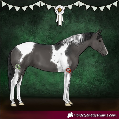 Horse Color:Black Tobiano 