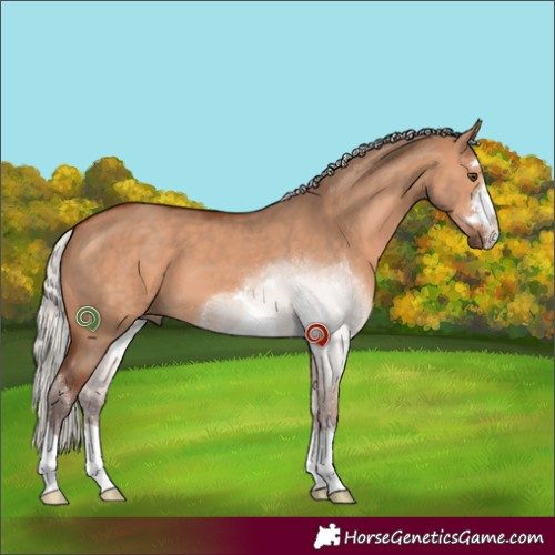 Horse Color:Silver Bay Dun 