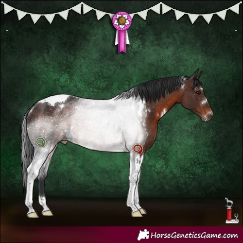 Horse Color:White Spotted Brown Tobiano Rabicano 