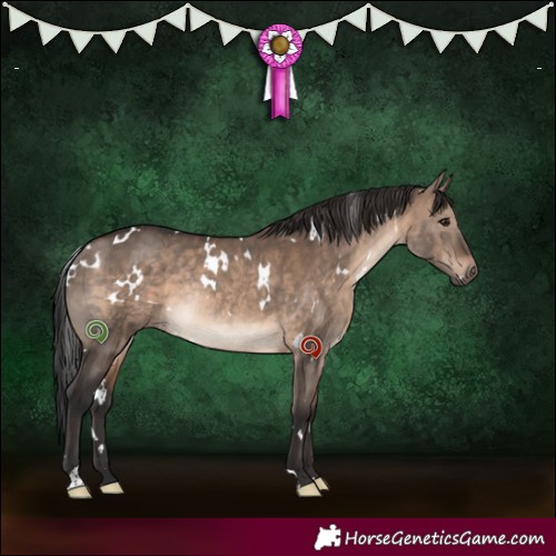 Horse Color:White Spotted Brown Dun Rabicano 