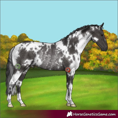 Horse Color:White Spotted Smoky Black Rabicano 