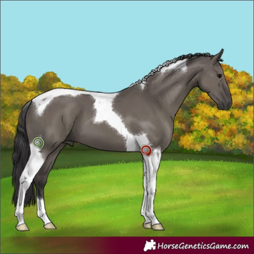 Horse Color:Smoky Grullo Tobiano 
