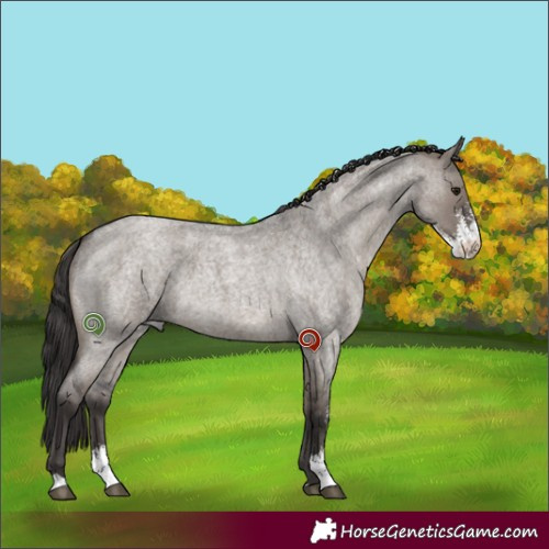 Horse Color:Smoky Grullo Roan Sabino 