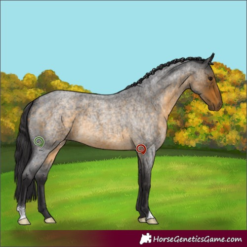 Horse Color:Buckskin Roan 