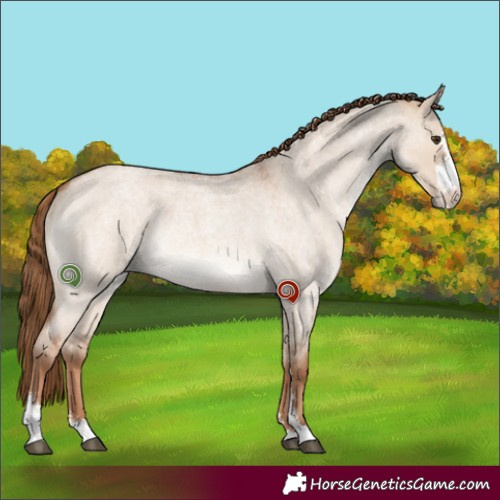 Horse Color:Red Dun Roan Sabino Rabicano 