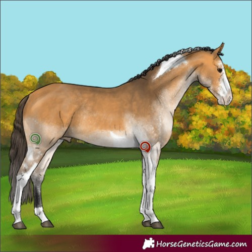 Horse Color:Buckskin Sabino Tobiano Rabicano 