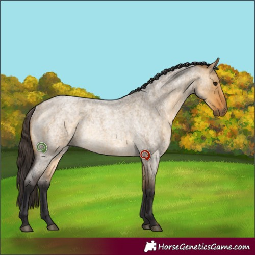 Horse Color:Buckskin Roan Dun Rabicano 