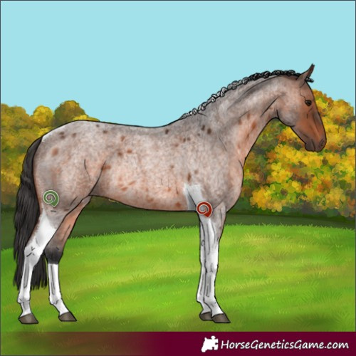 Horse Color:Brown Roan Tobiano Rabicano 