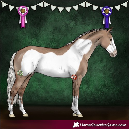 Horse Color:Silver Grullo Frame Rabicano 
