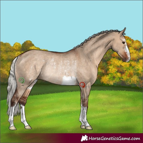 Horse Color:Silver Brown Dun Rabicano 