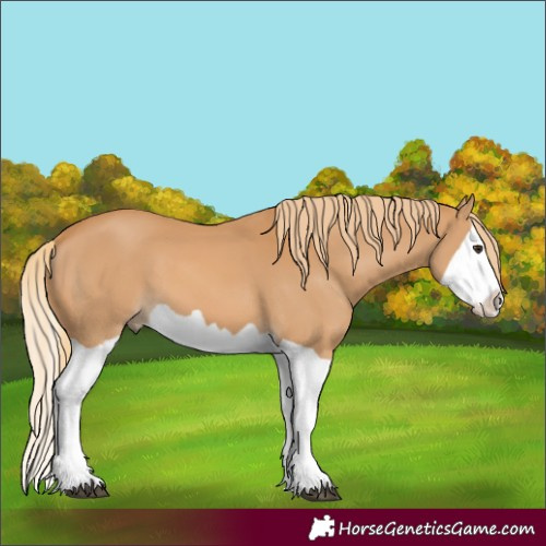 Horse Color:Chestnut Splash 