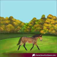 Horse Color:Buckskin 
