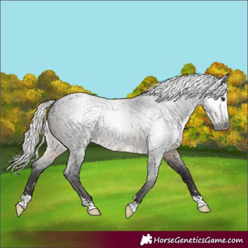 Horse Color:Gray Silver Smoky Blue Roan 