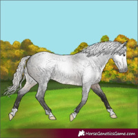 Horse Color:Gray Silver Smoky Blue Roan