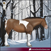 Horse Color:Gray Amber Champagne Tobiano