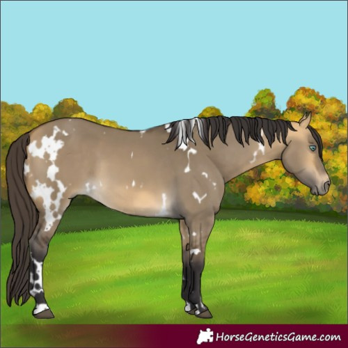 Horse Color:White Spotted Buckskin Dun Mushroom 