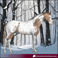 Horse Color:Bay Dun Splash Tobiano Blanket Rabicano 