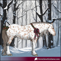 Horse Color:Bay Tobiano Appaloosa 