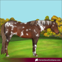 Horse Color:White Spotted Liver Chestnut 