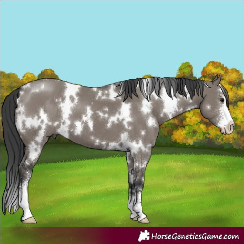 Horse Color:White Spotted Grullo Sabino 
