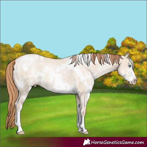 Horse Color:White Spotted Smoky Grullo Pearl Sabino 